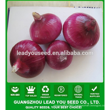 NON02 Hongqiu op red onion seeds for sale china vegetable seeds